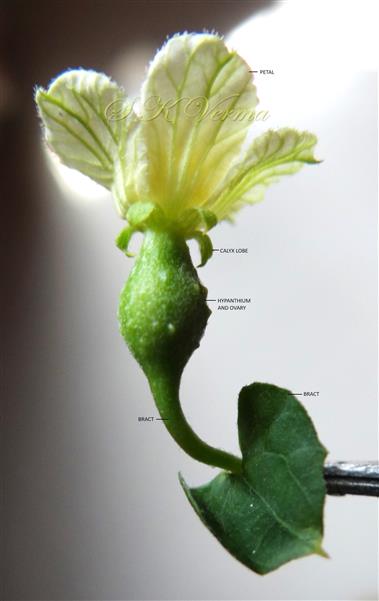  Female Flower